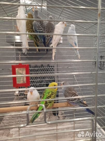 Птенцы волнистого попугая