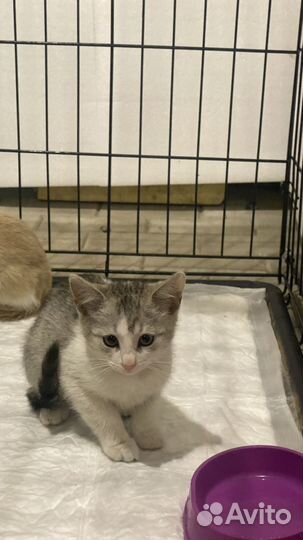 Котенок