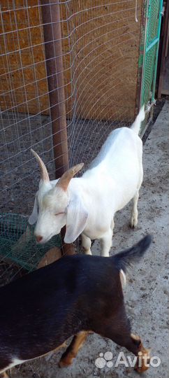 Нубийский козел