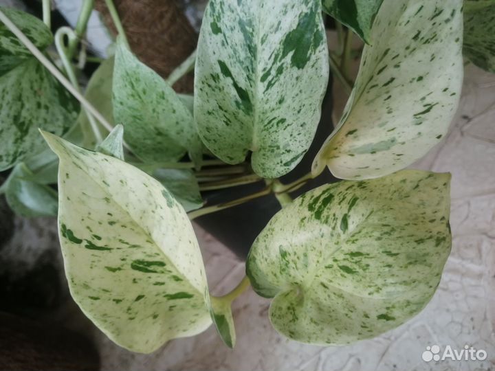 Epipremnum Marble Queen (сциндапсус)