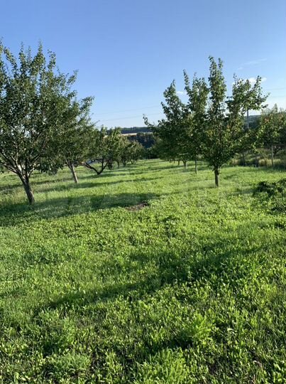 Дом 41 м² на участке 43 сот.