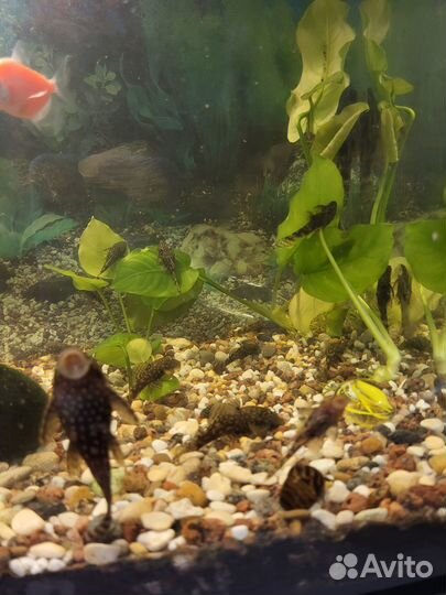 Сомик анциструс