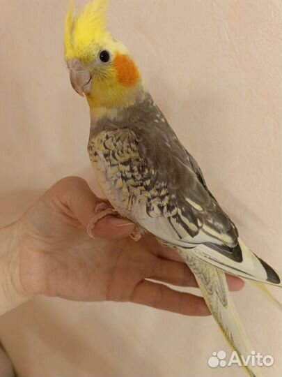 Кореллы -выкормыши