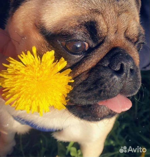 Вязка собак мопс