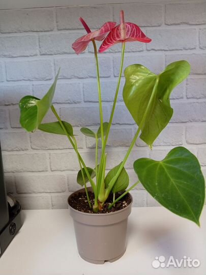 Антуриум ливиум рубин