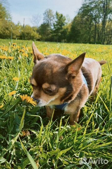 Вязка кобель чихуахуа