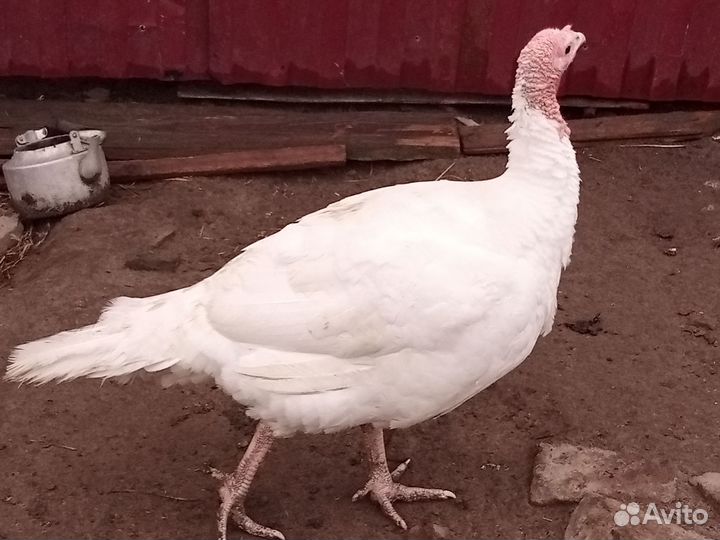 Домашняя птица