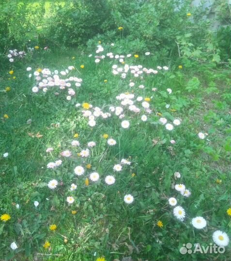 Маргаритки