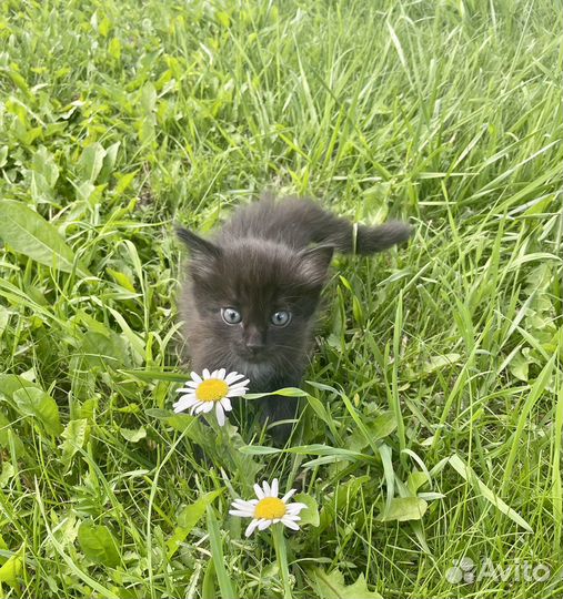 Милые котята