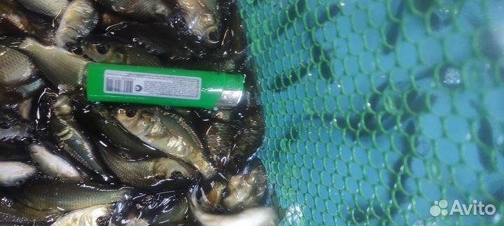 Малек карпа