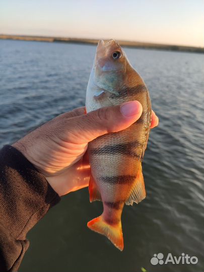 Лодка с мотором