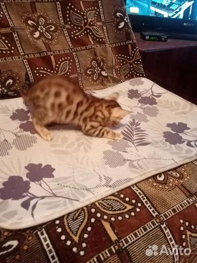 Бенгальская