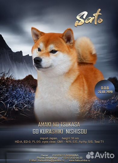 Кобель сиба для вязок, импорт Япония
