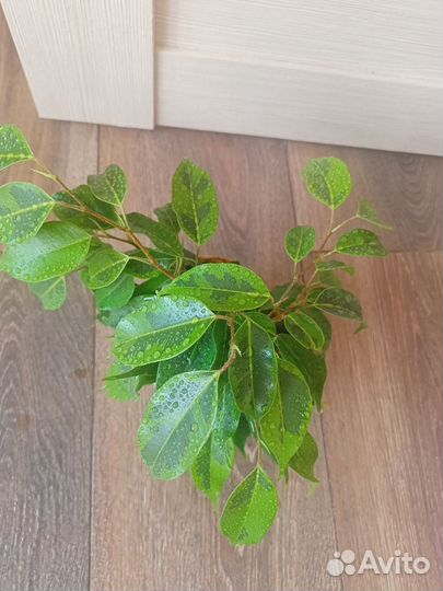 Фикус бенджамина пестролистный