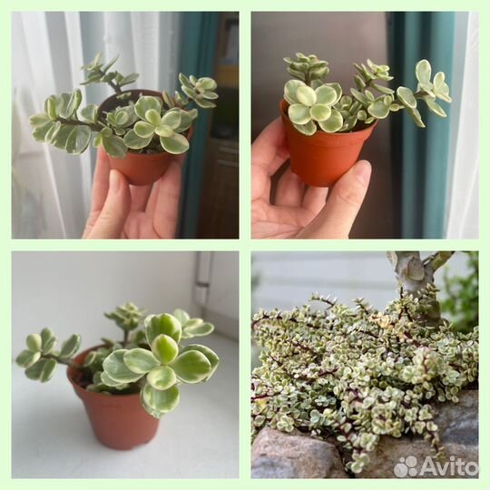 Портулакария афра