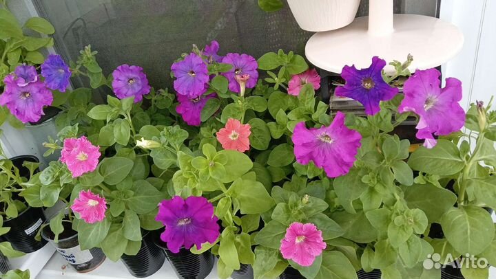 Петуния бахромчатая