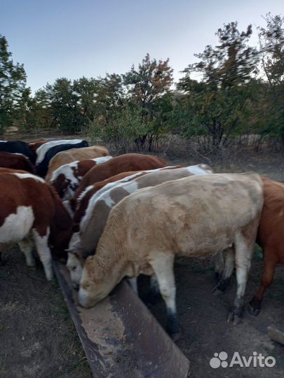 Быки живым весом