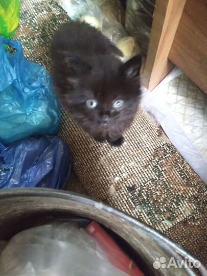 Отдам котят