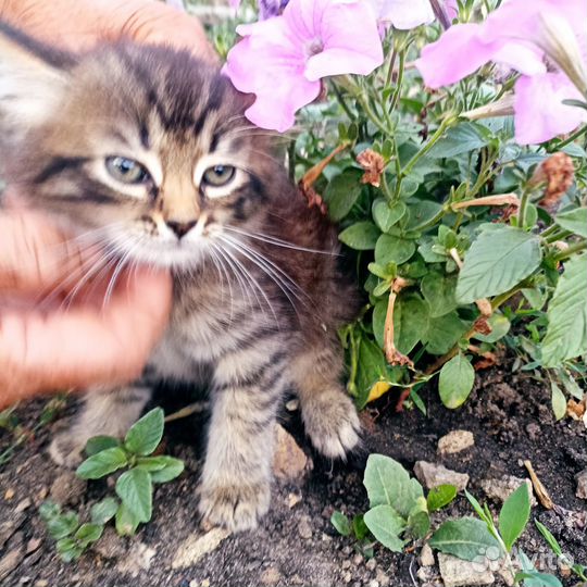 Котёнок - тигренок