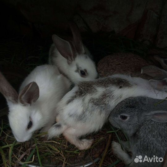 Кролик