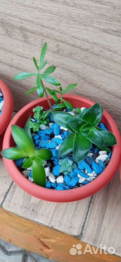 Минисадик Флорариум