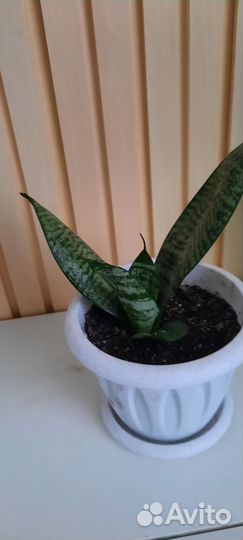 Сансевиерия ханни