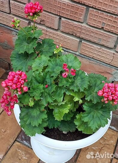 Герань пеларгония