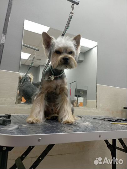 Модель на стрижку собак