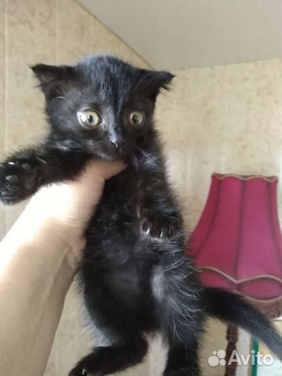 Кошка в дар бесплатно