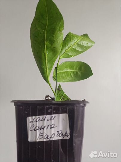 Лайм Санта Барбара