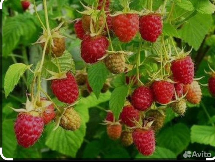 Саженцы малины