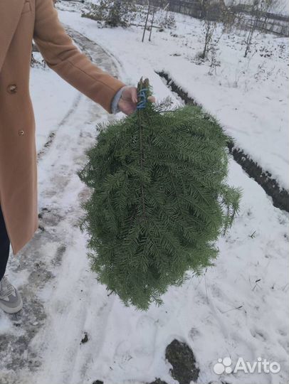 Оптом веники из пихты