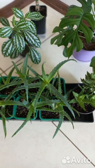 Алоэ (Столетник )