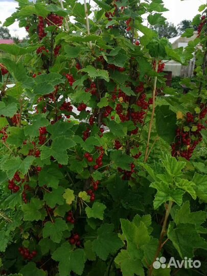 Красная смородина ягоды