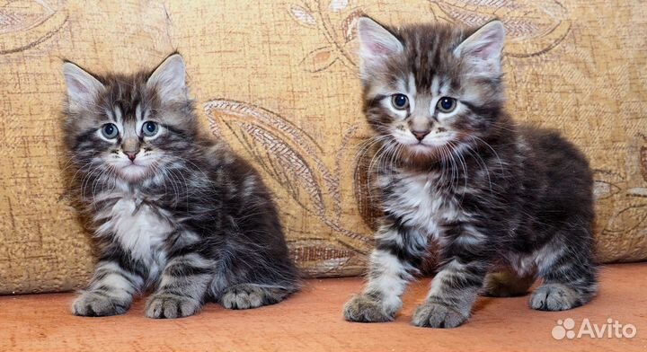 Котята Курильский бобтейл