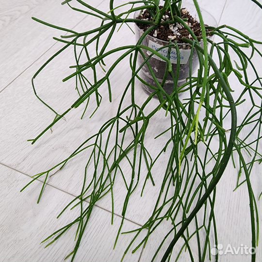 Рипсалис кассута