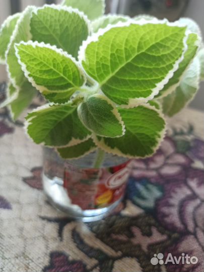 Комнатная мята