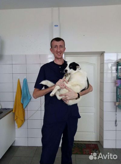 Ветеринарный врач на дом