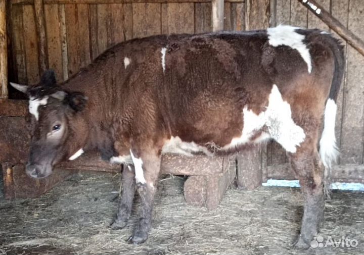 Телка 1,2 года