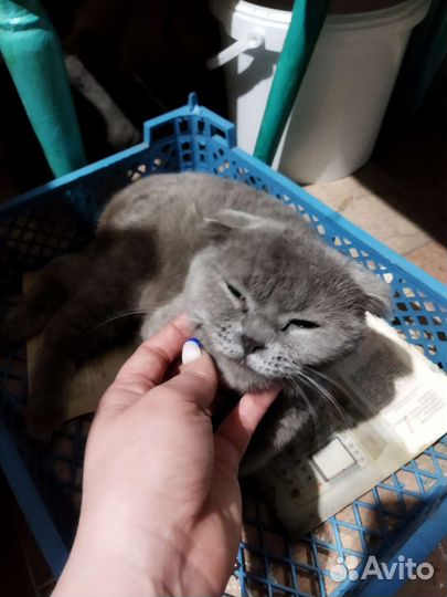 Британская кошка