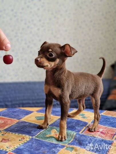 Тоечка девочка