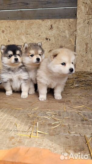 Помски Ф1 (мини хаски)