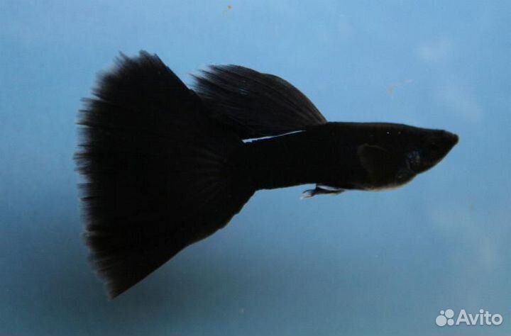 Гуппи Чистые линии