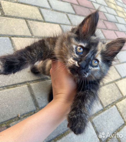 Курильский бобтейл