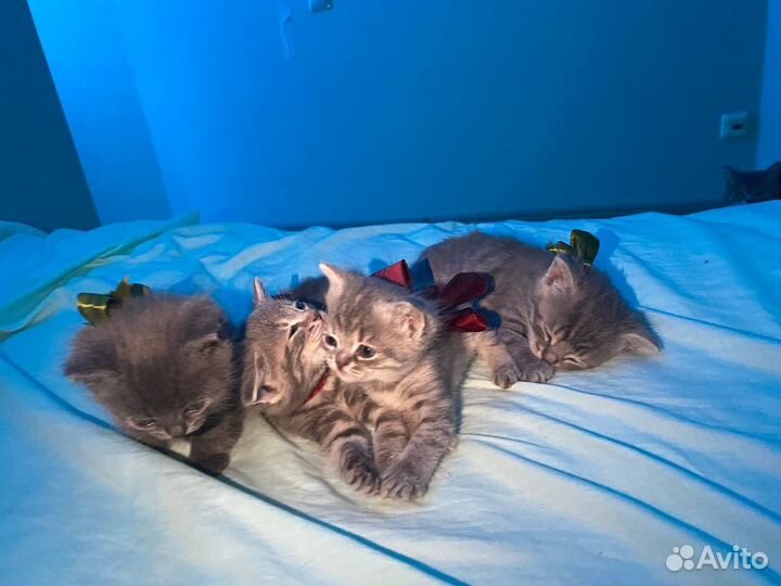 Кошки в добрые руки