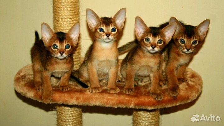 Абиссинские котята