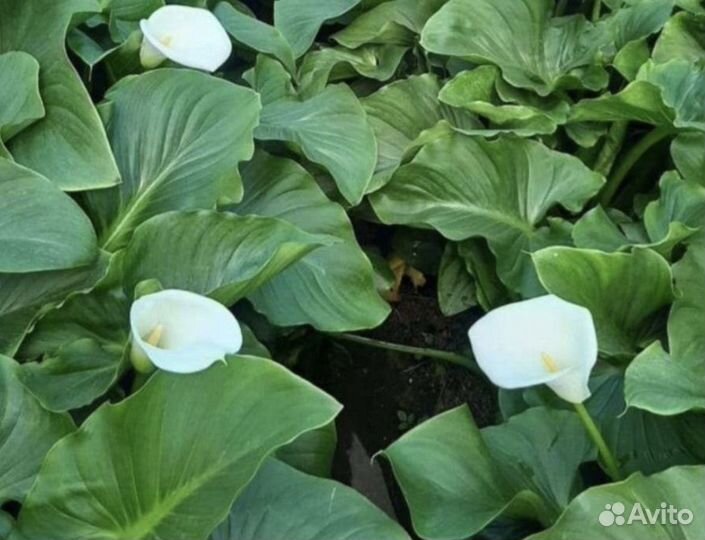 Комнатные цветы калла