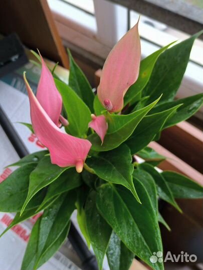 Антуриум Лилли розовый и Лилли красный