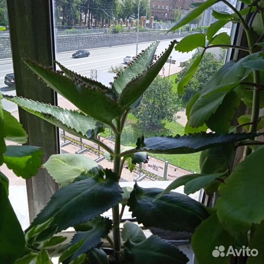 Молочай, толстянка, алое вера, бегония