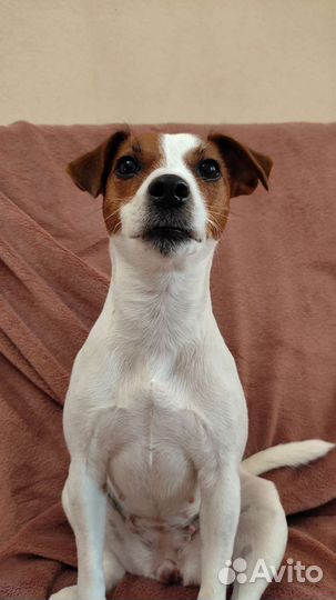 Собака для фотосессии